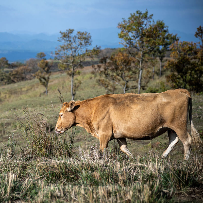 イタリアの牛「キアニーナ」