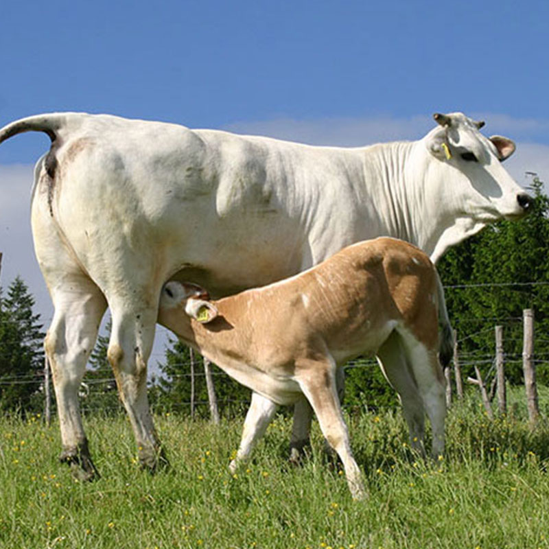 イタリアの牛「キアニーナ」