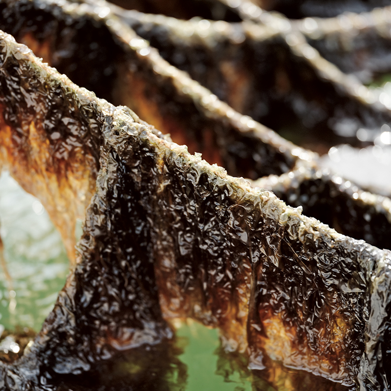 The first harvest—known