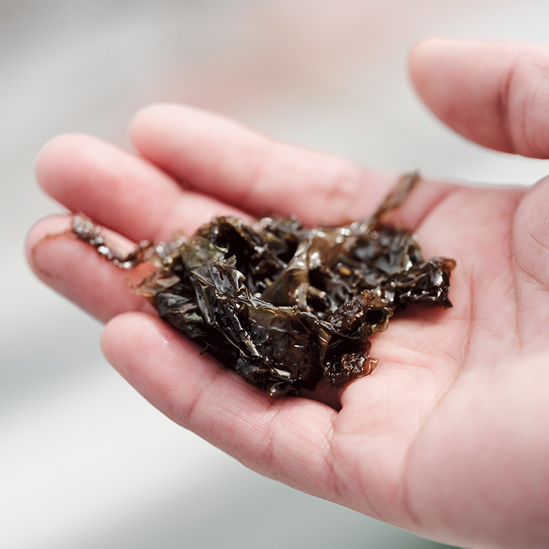 Freshly harvested seaweed
