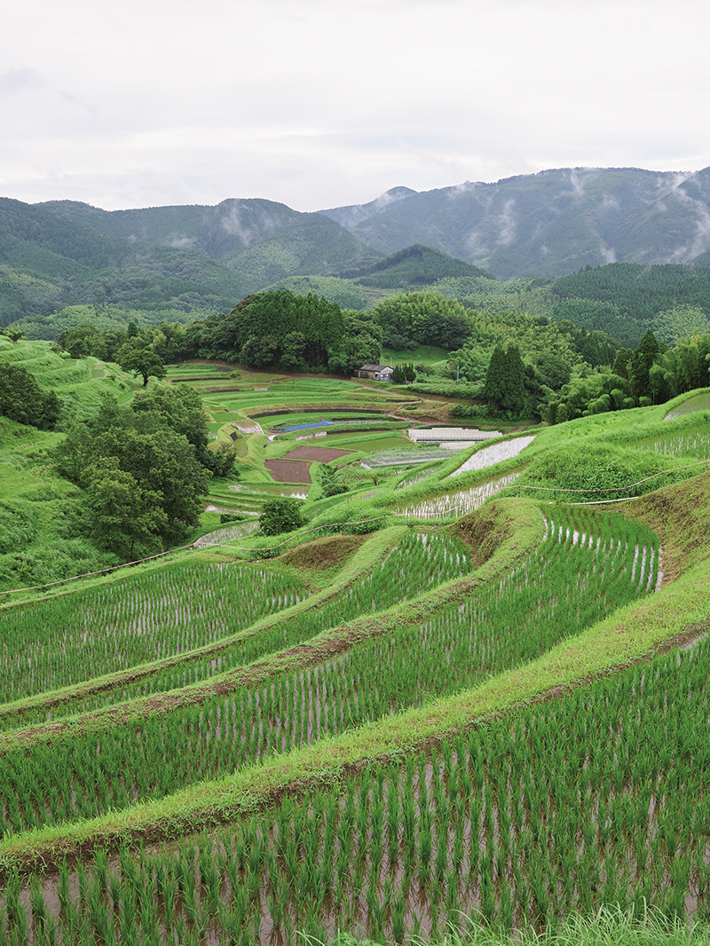 このお米を食べてくれるあなたがいる。そのことが、棚田の風景を守ります。「くまさんの輝き」